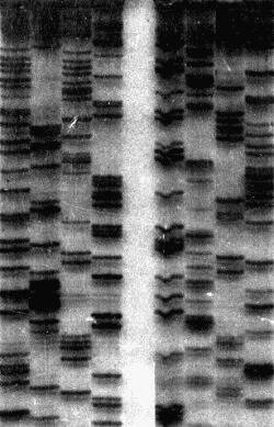 SF-Gene seq4.jpg (21177 bytes)